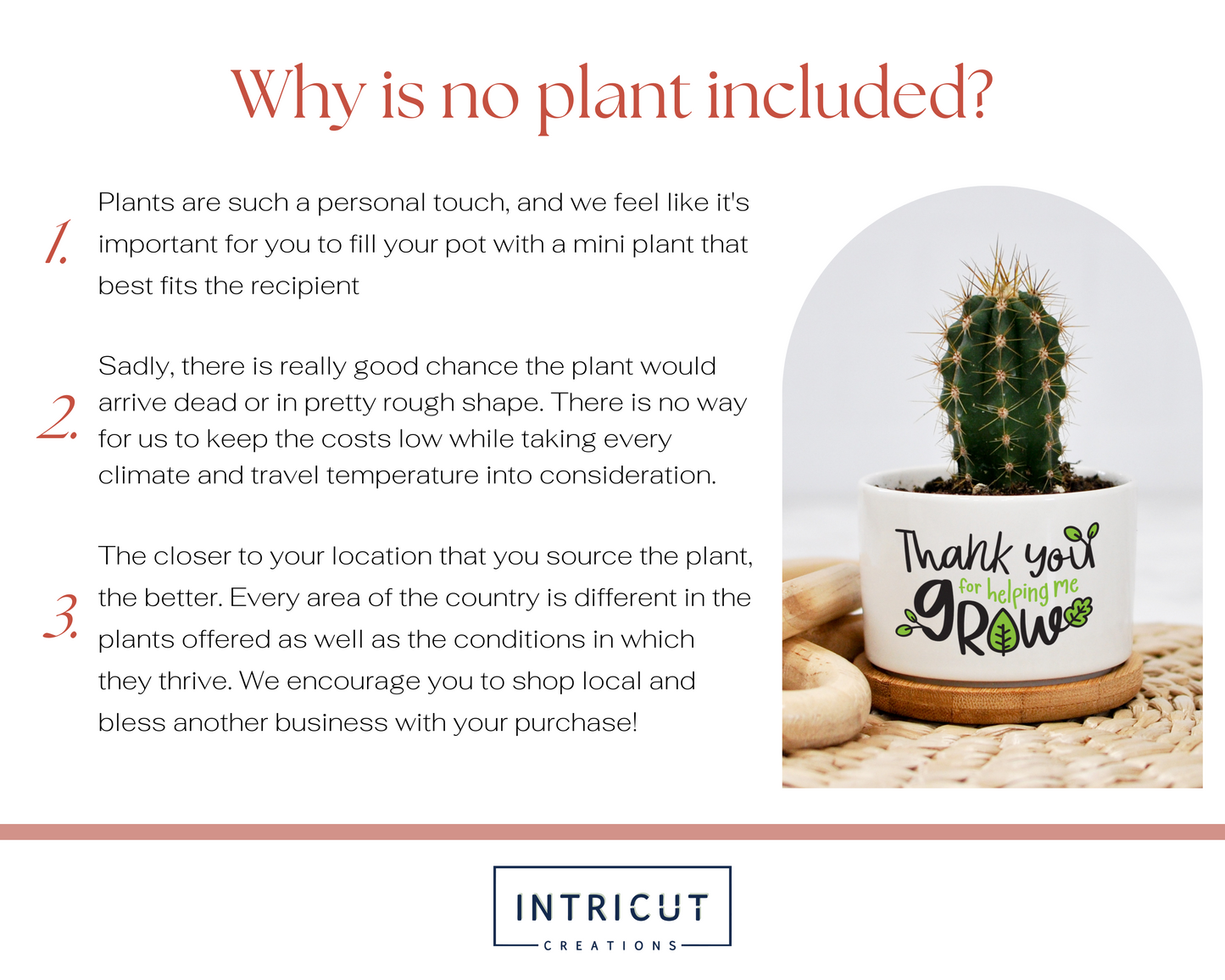 why is no plant included?