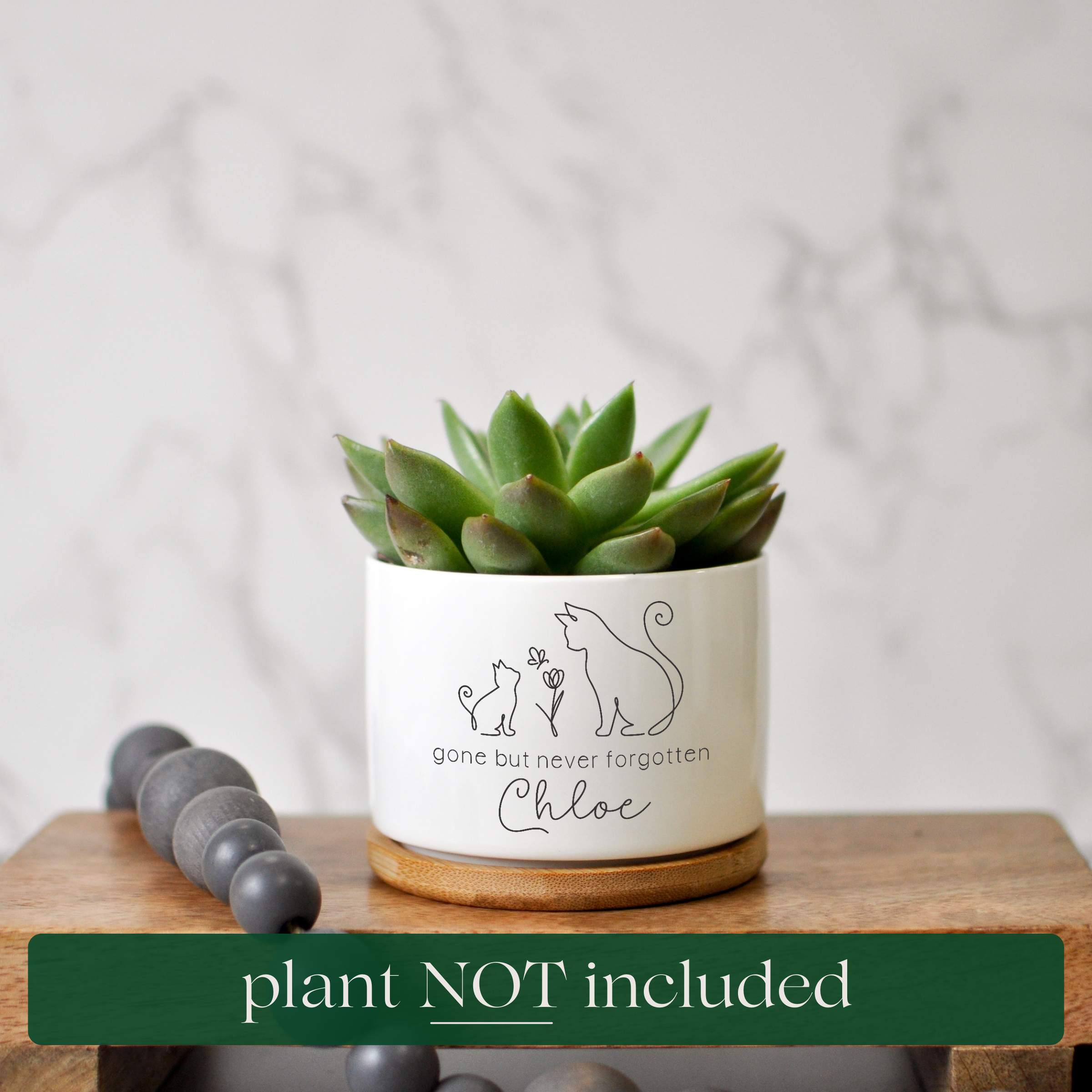 echeveria succulent cats Cat Succulent Planter