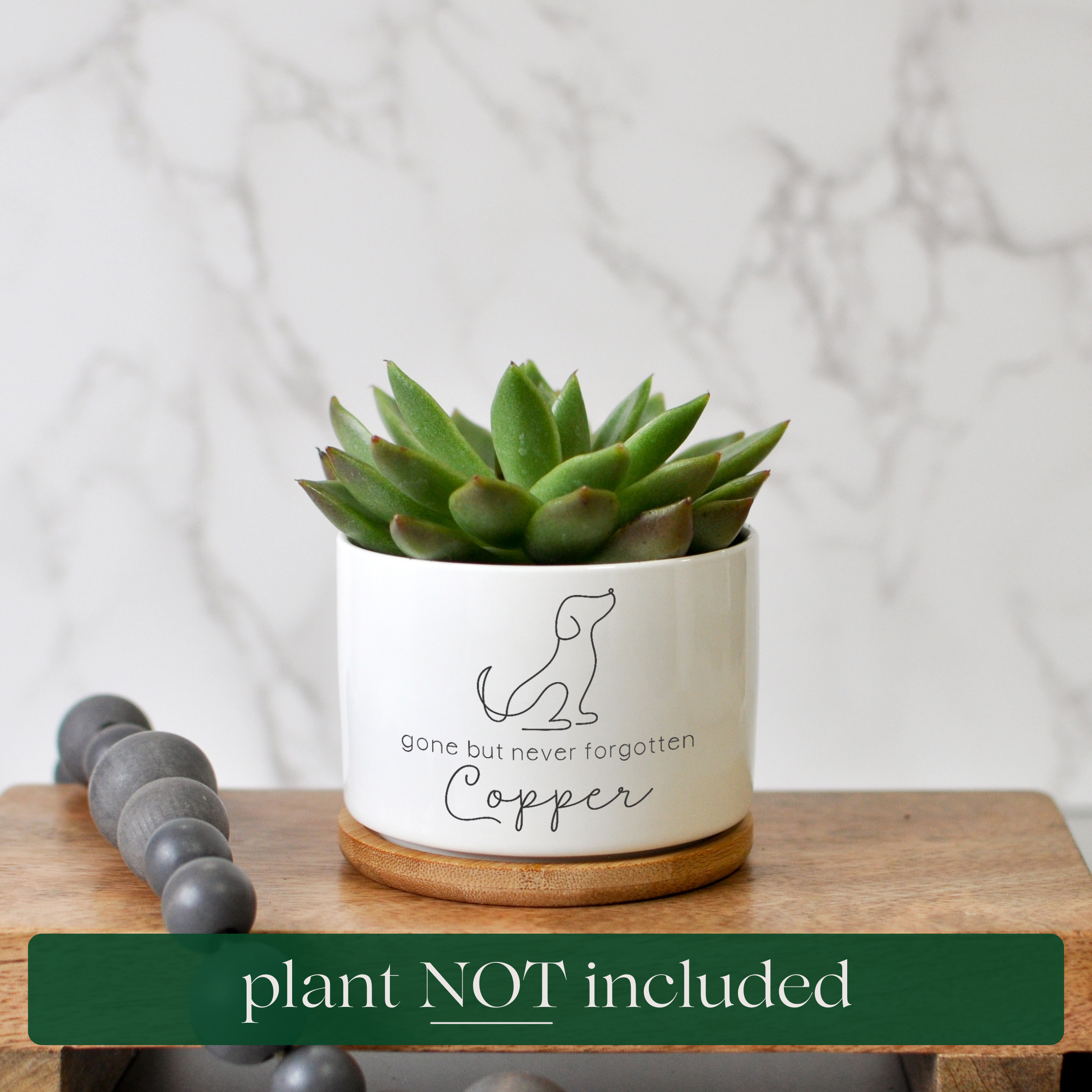 Succulent Cactus Planter