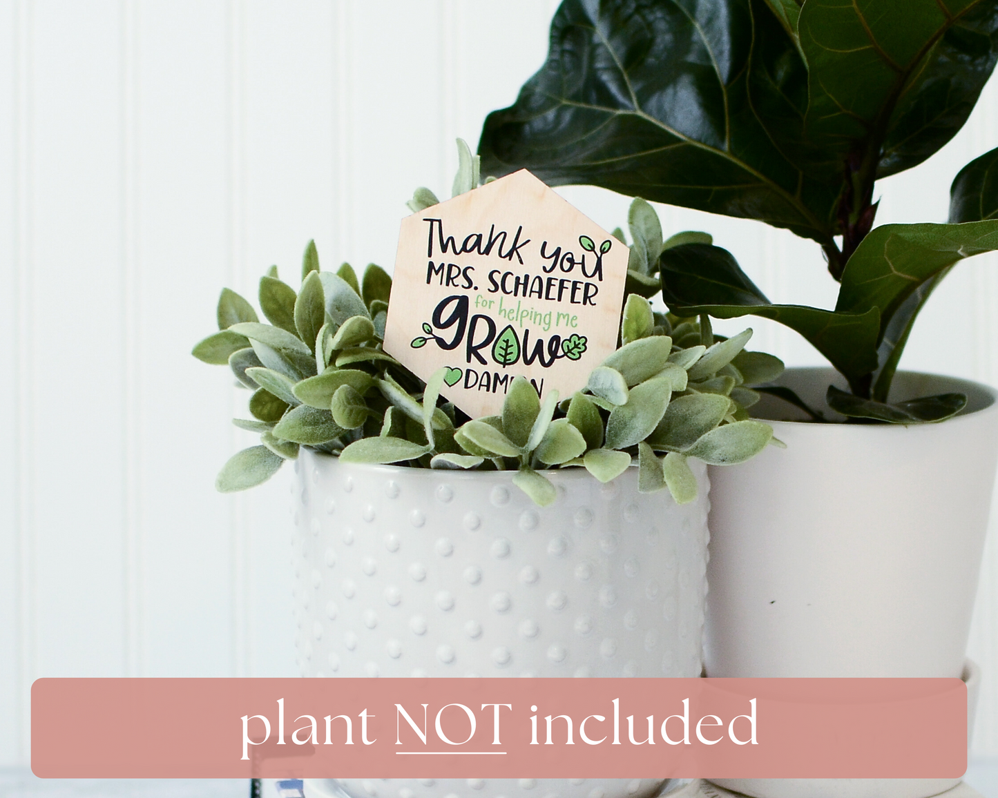 plant not included